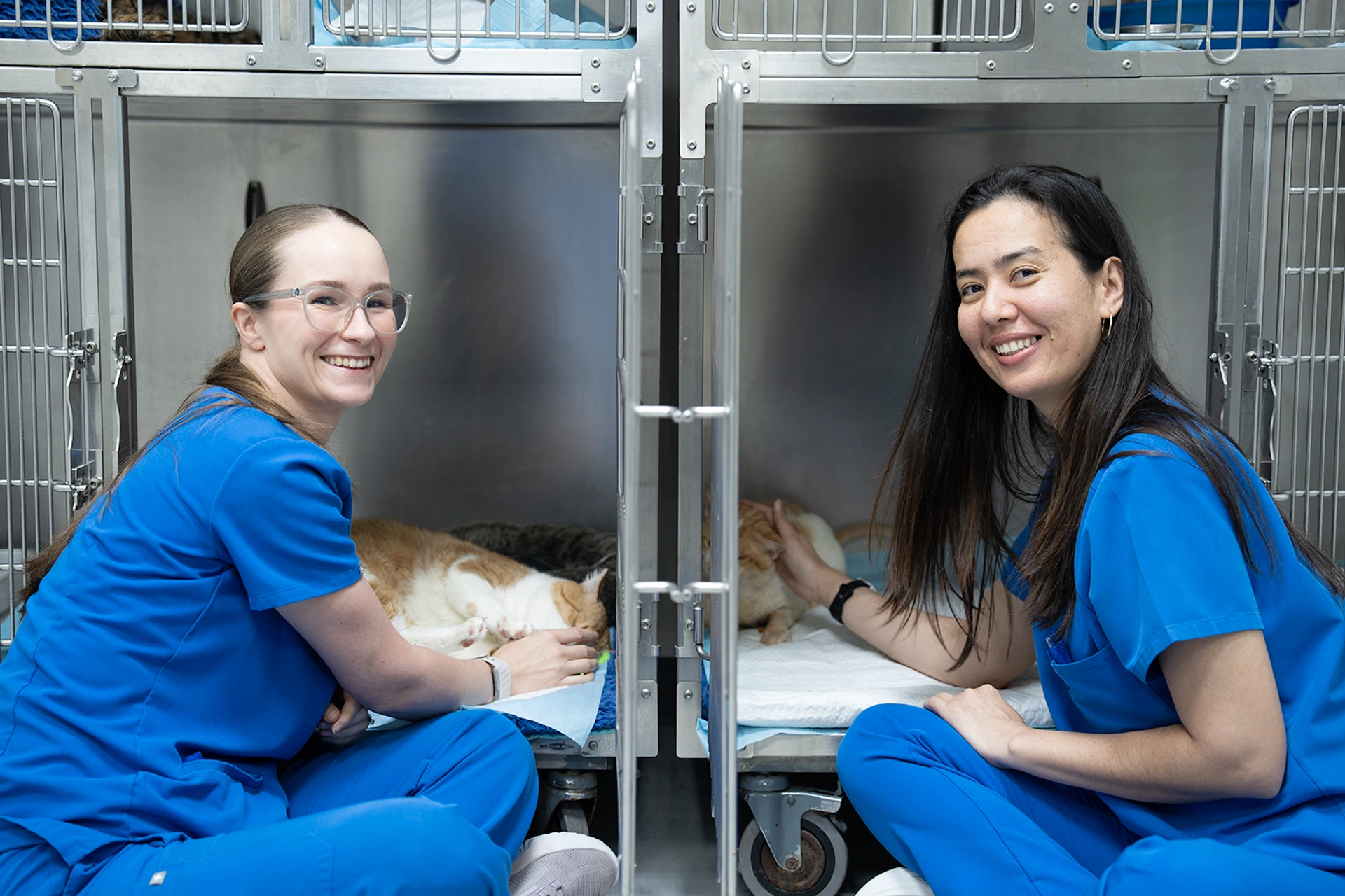 Veterinary nurses caring for cat in hospital ward at Parkview Pet Center in Doha, Qatar