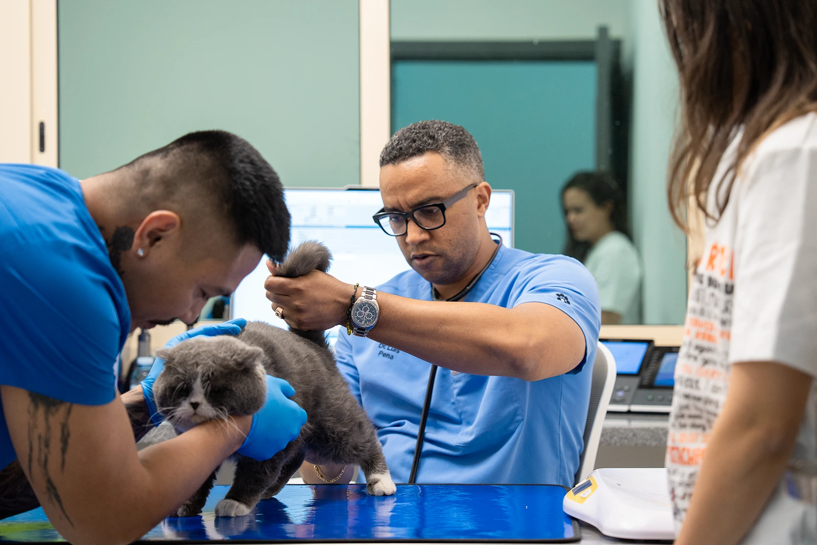 Veterinary consultation with cat at Parkview Pet Center Doha