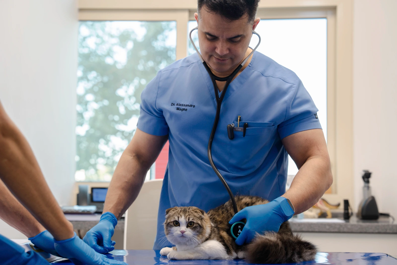 Veterinary consultation with cat at Parkview Pet Center Doha